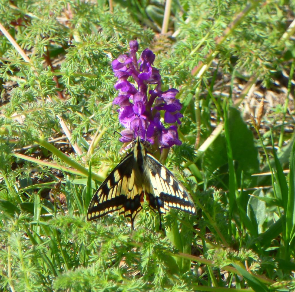 Papilio ibrido?